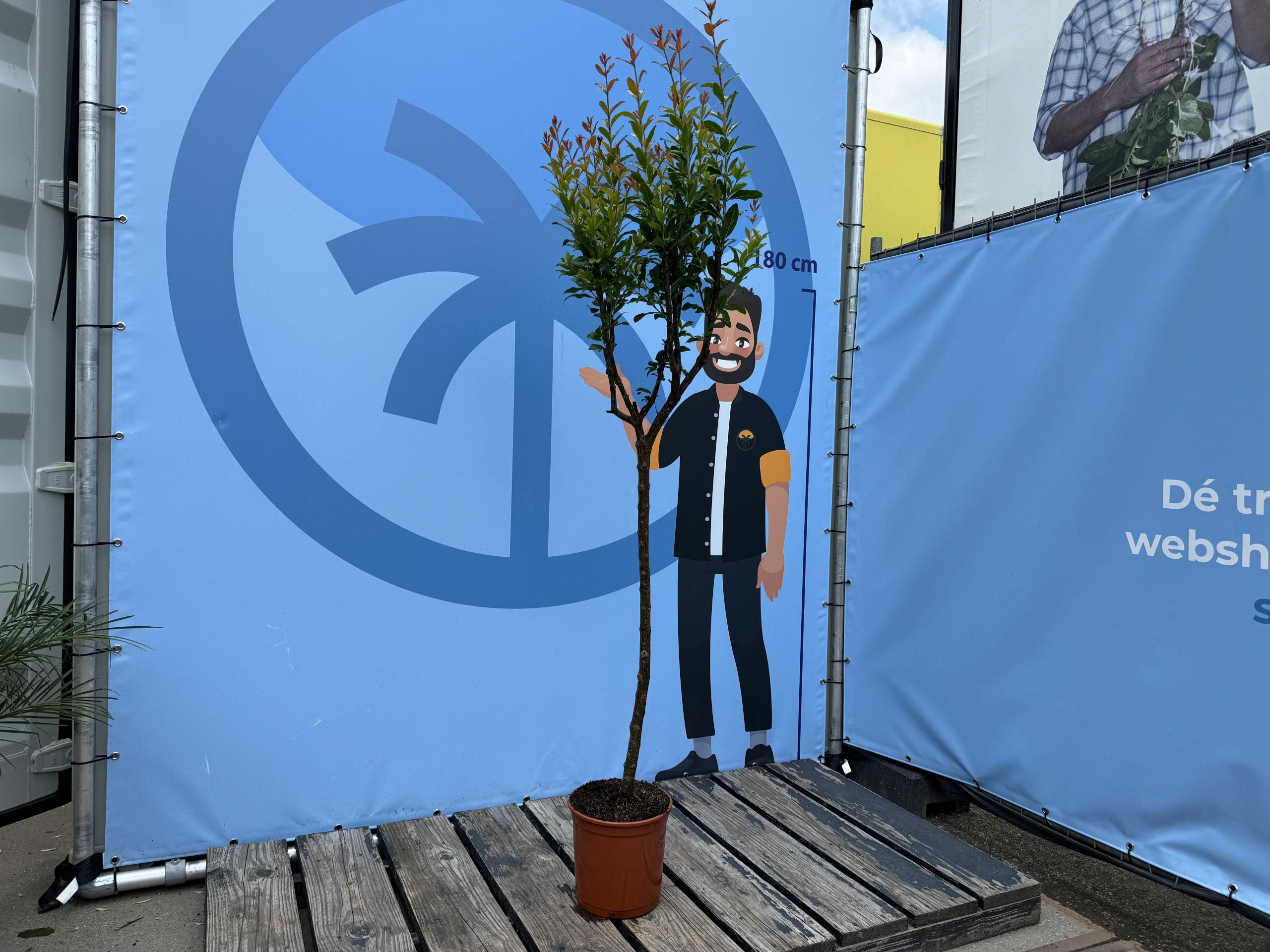 Sunny Tree – Grenadier – Résistant au froid – Arbre fruitier – Punica Granatum – Hauteur 160 cm – Qualité A+ - 5