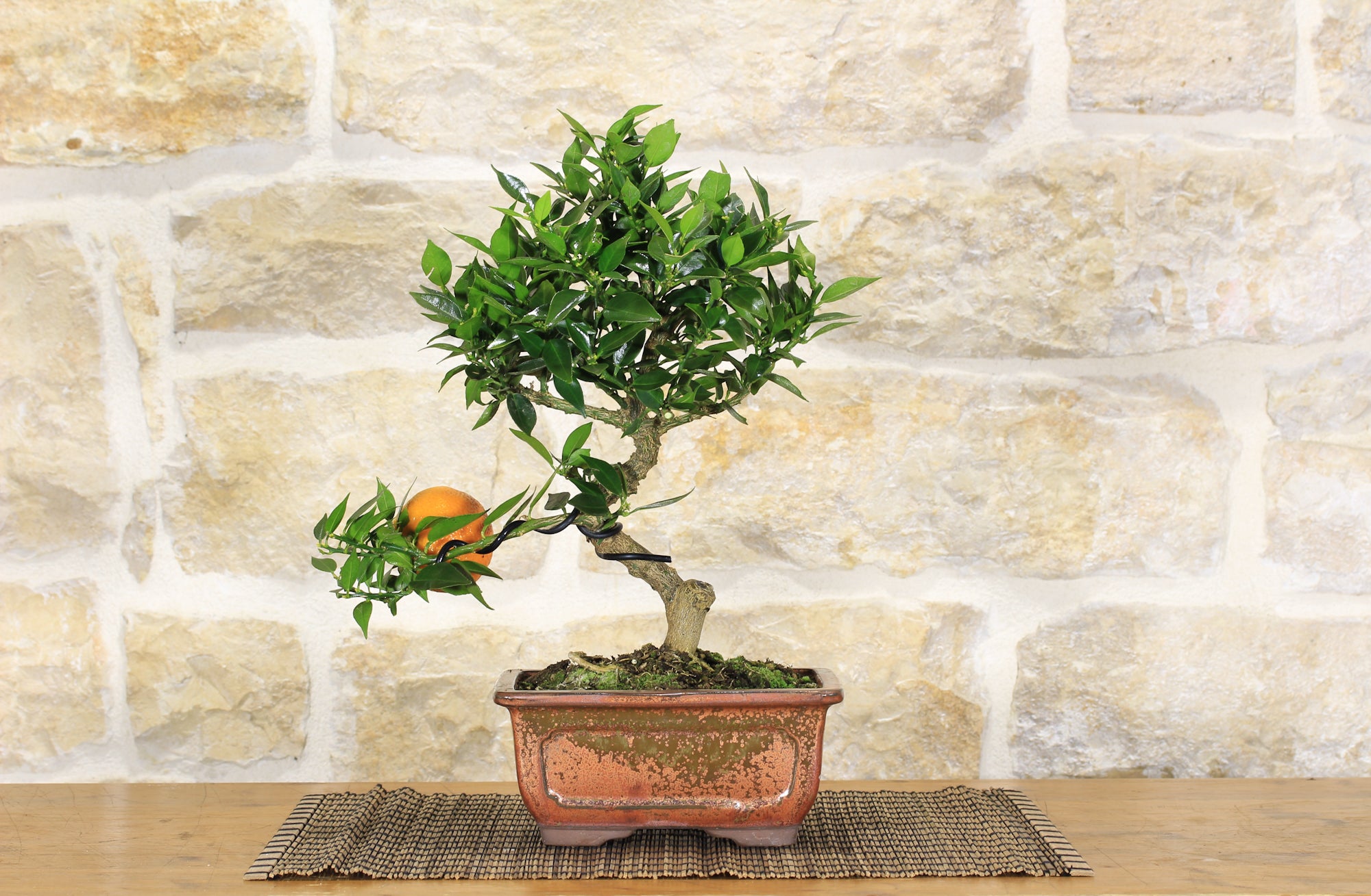 citrus myrtifolia bonsai Brush Cherry Eugenia Myrtifolia Bonsai Small – Zen Garden and Bonsai