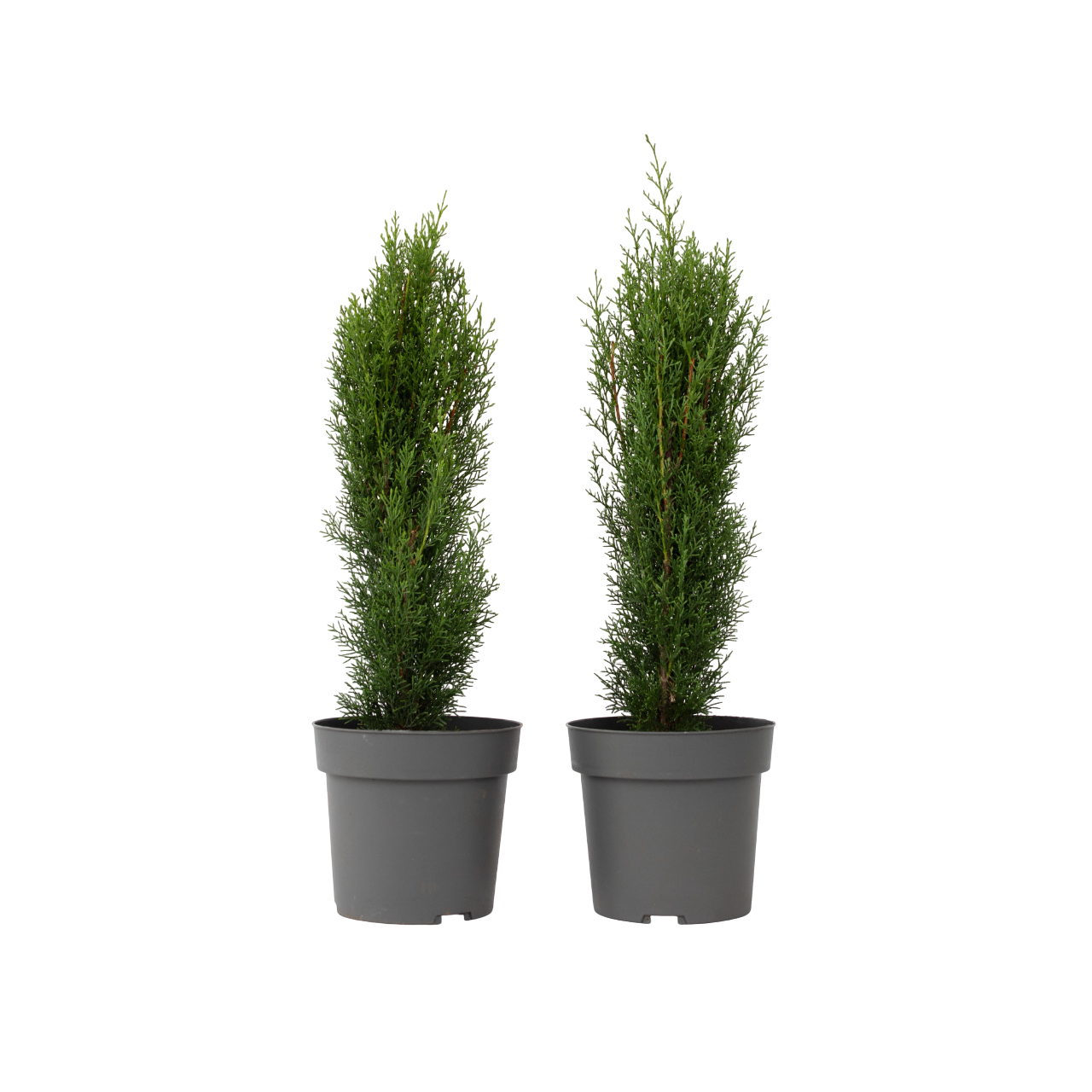 Cyprès De Toscane 'Totem' Plant In A Box - Set De 2 - Hauteur 60-80cm - Pot 19cm