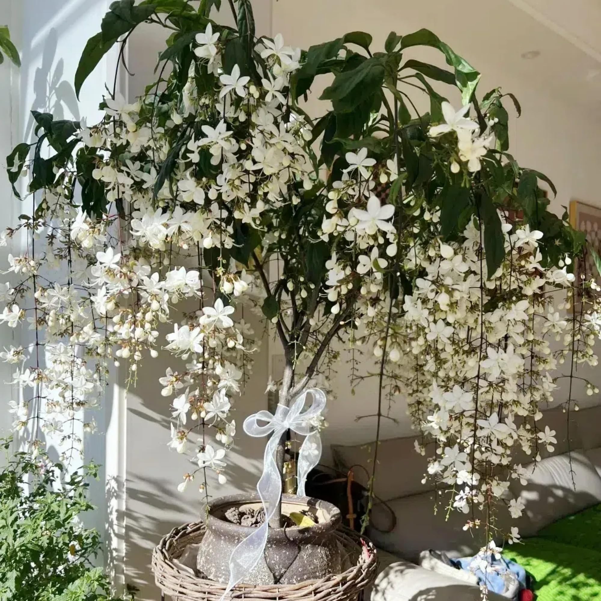 200 graines de jasmin pleureur, graines de fleurs de jasmin, plante grimpante, convient aux jardins familiaux. - 2