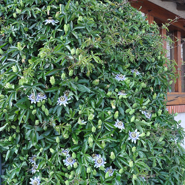 Passiflore bleue - passiflora caerulea 1,5L - 40/60cm - 3