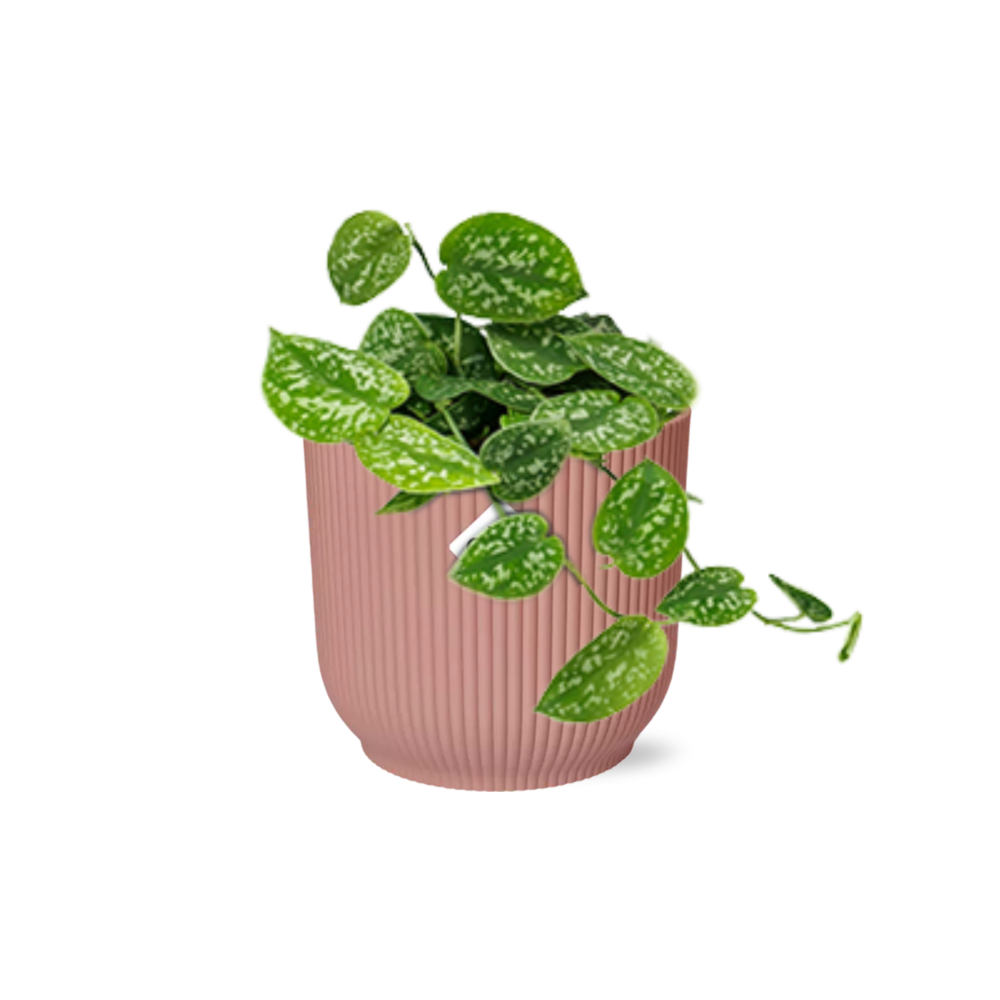 Scindapsus Pictus Argyraeus w doniczce ELHO Vibes Fold 14cm różowej – Roślina doniczkowa oczyszczająca powietrze