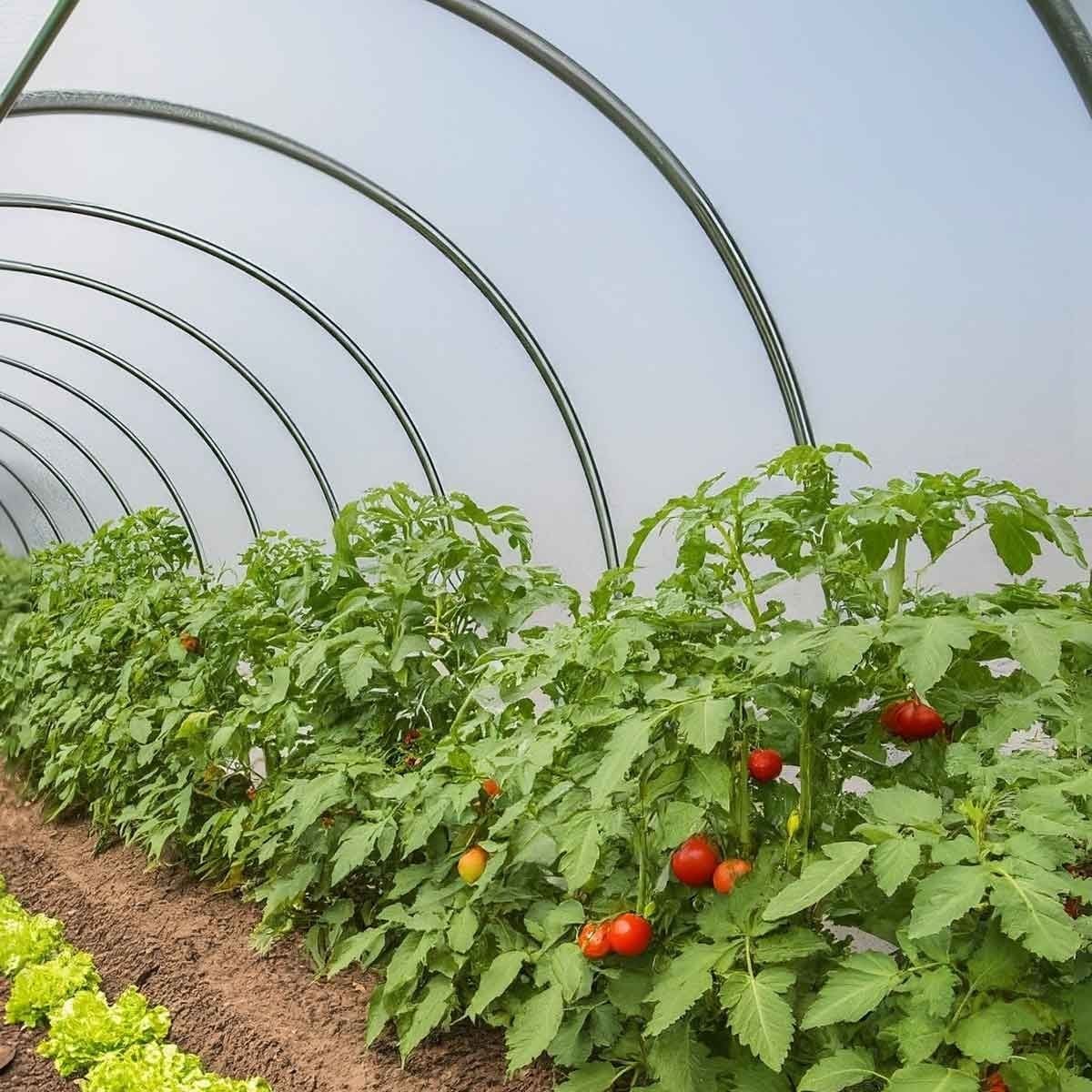 Copertura Per Serra 6x6 M - Traslucida, Anti-UV E Impermeabile | Prodotta In Francia