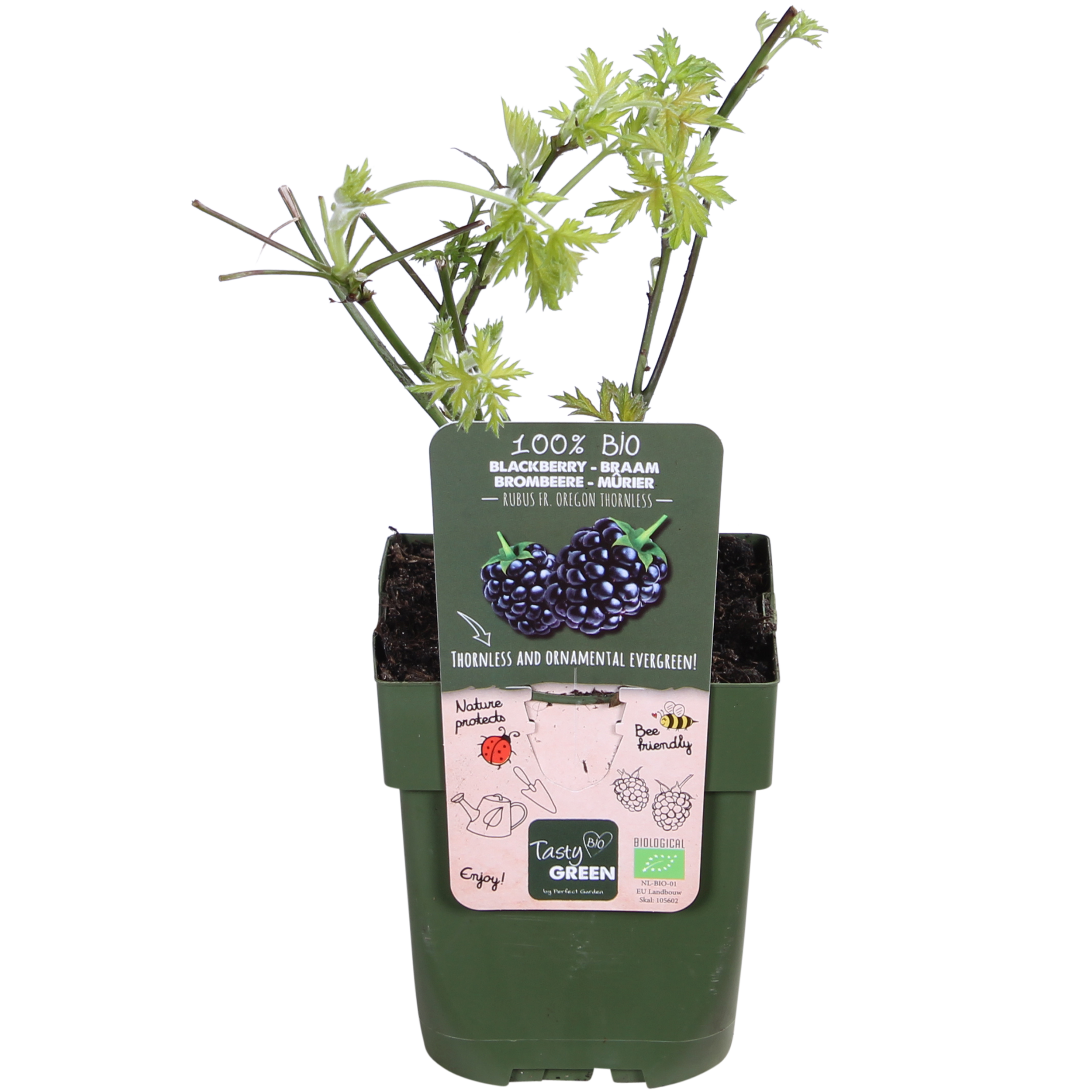 Rubus fruticosus 'Thornless Evergreen' - Jeżyna bezkolcowa ekologiczna - 13cm - 45cm