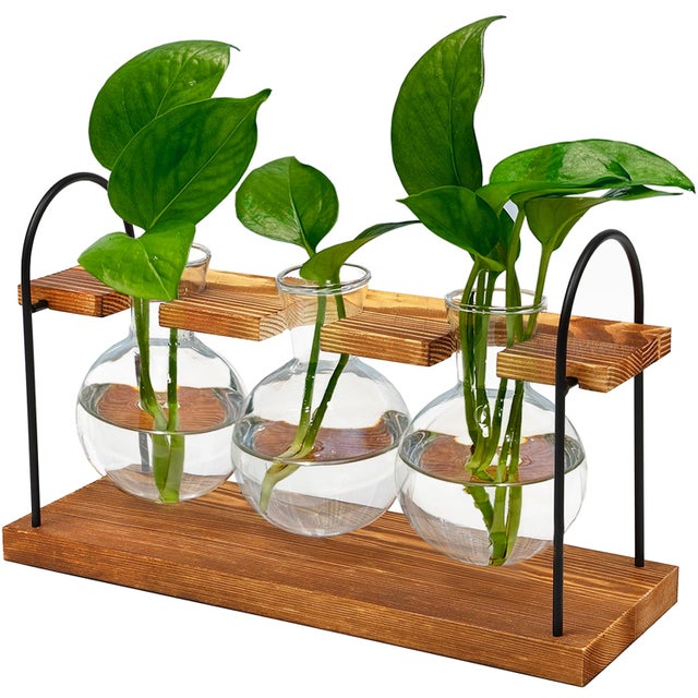 Conjunto de três vasos hidropónicos esféricos de vidro transparente para jiboia, ornamentos de mesa com suportes para pendurar.