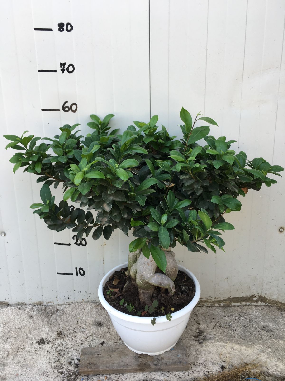Bonsai Ficus Ginseng vaso 20cm 1 KG | Leroy Merlin
