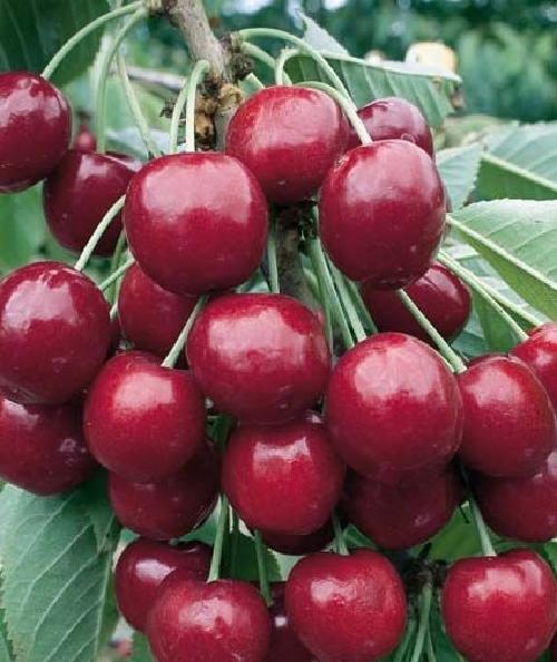 Pianta Di Ciliegio Nano - Vaso O Fitocella, Frutti Abbondanti - Foto 8