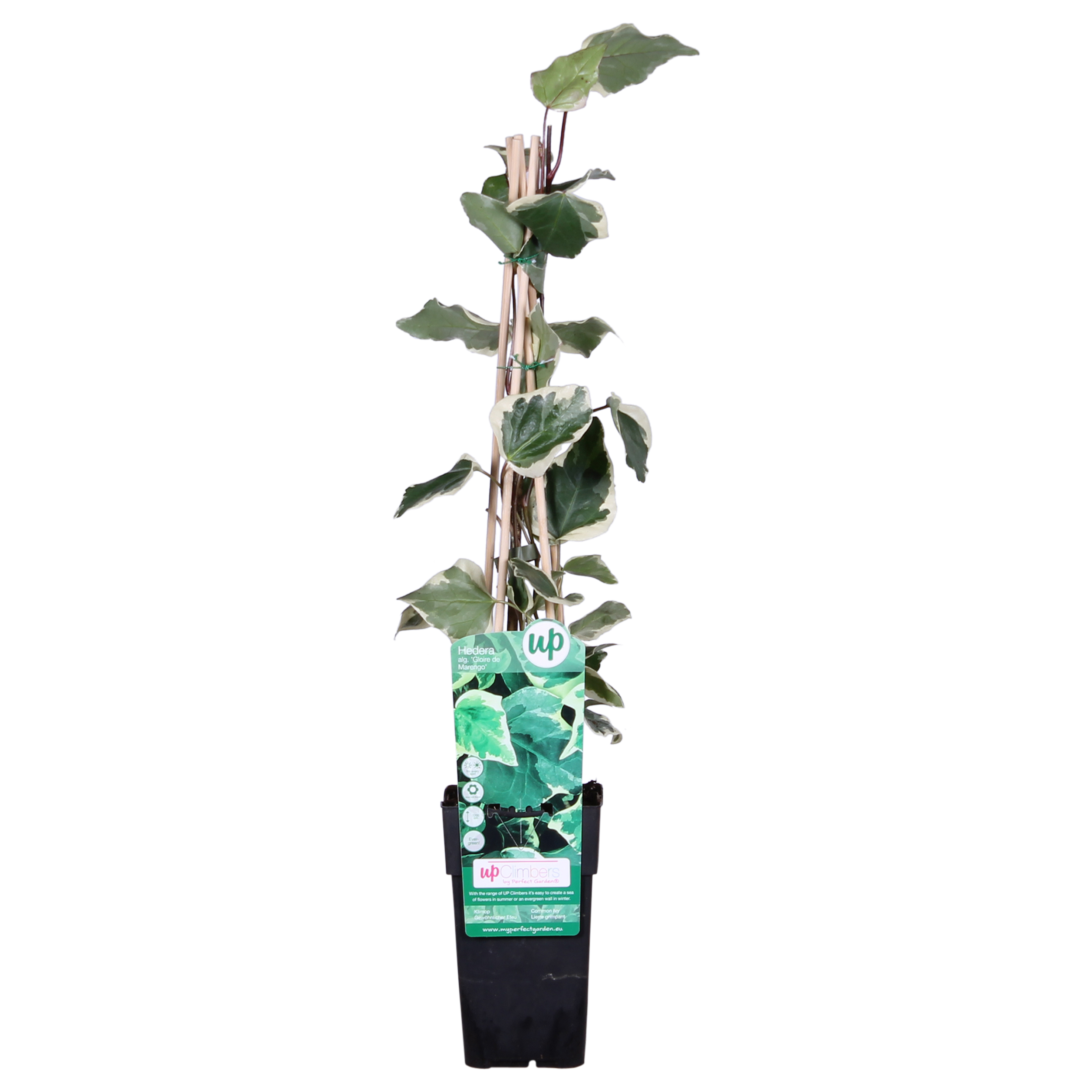 Hedera algeriensis „Gloire de Maren” – zimozielona bluszcz pstrzony, doniczka Ø 15 cm, wysokość do 65 cm