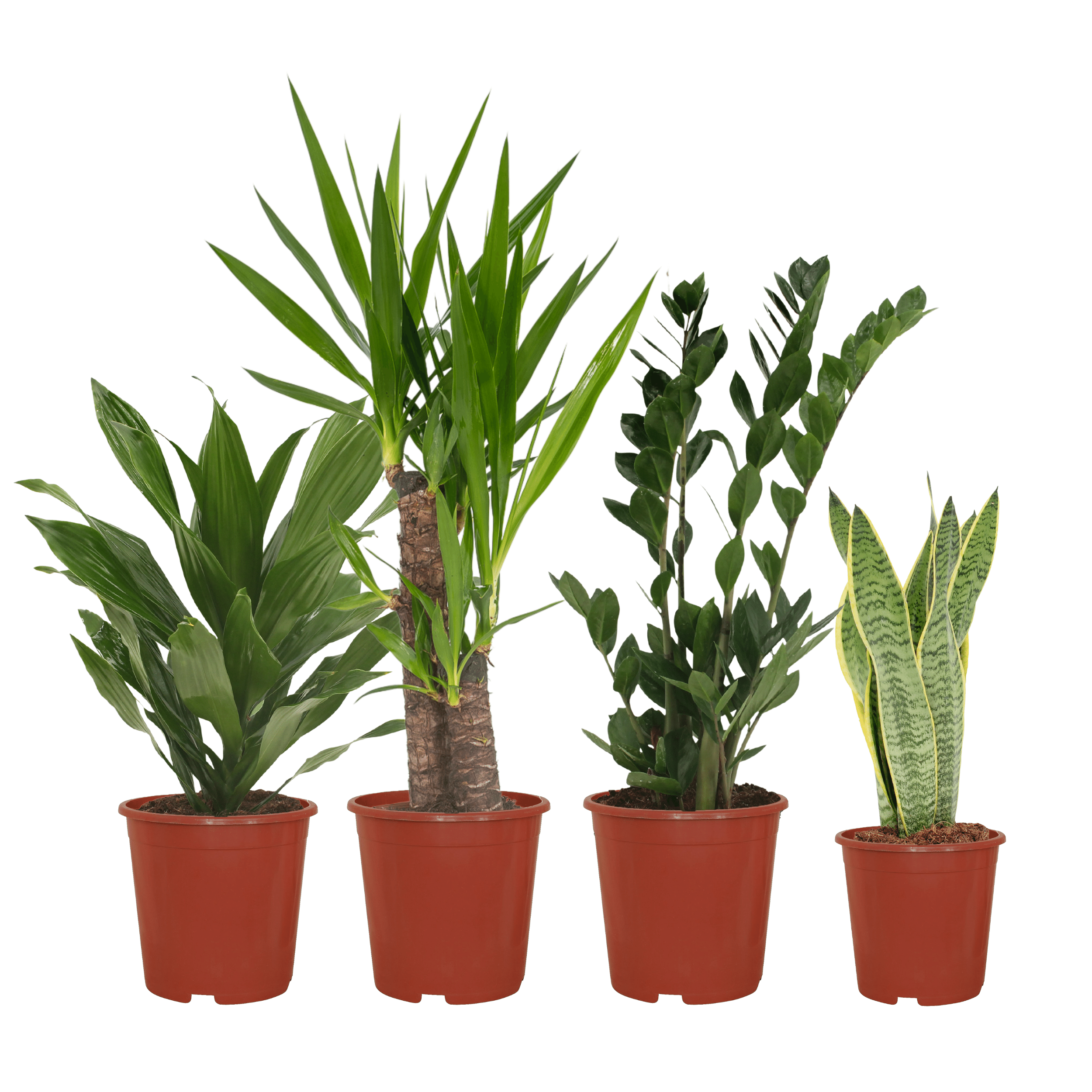 Easy Plant Box - 4 rośliny doniczkowe - Różne wysokości 40-85 cm - Łatwa pielęgnacja
