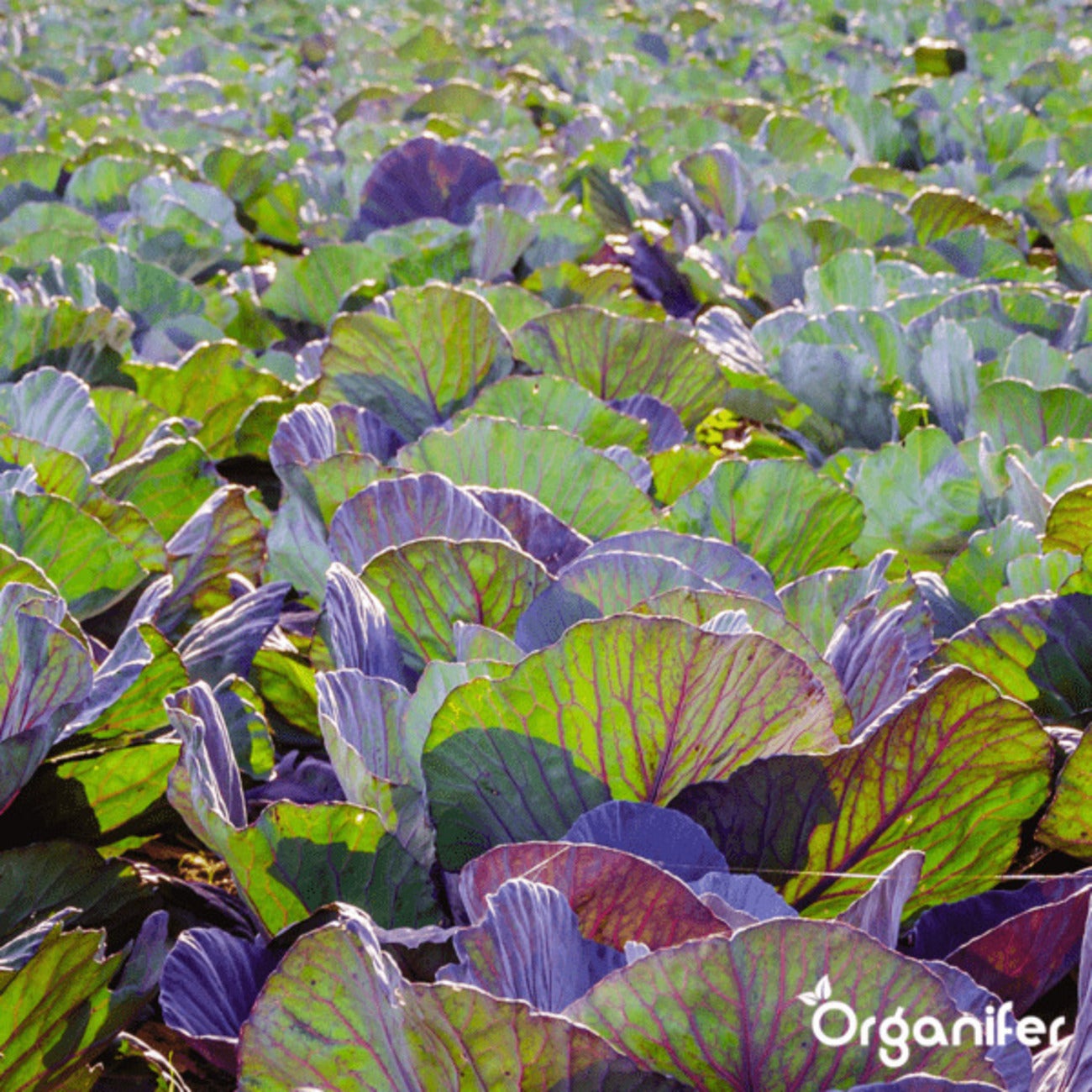 Bentonite Argile - Amendement De Sol - 48X = 960 Kg Pour 9600 M2 - Organifer - 9