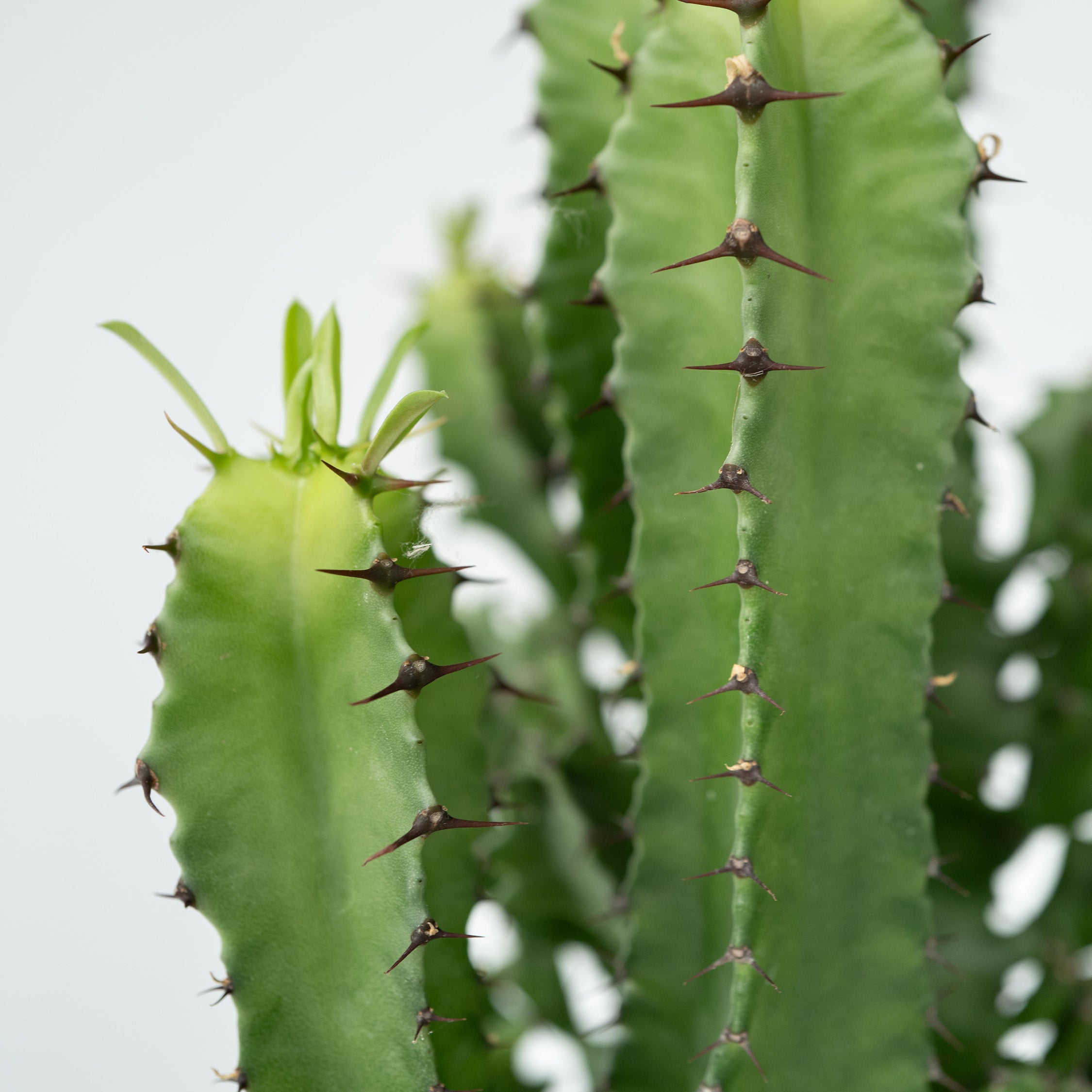 Euphorbe ingens - Euphorbia ingens - Hauteur 50-60cm - ⌀17cm - 5
