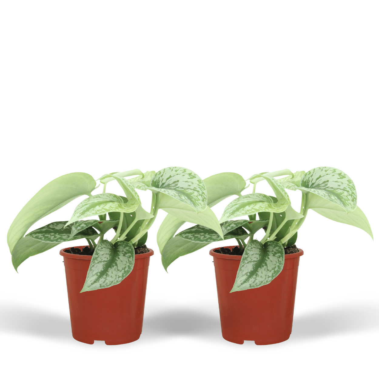 2x Scindapsus Pictus Trebie - Epipremnum 12 cm - 15 cm - Roślina pnąca lub wisząca