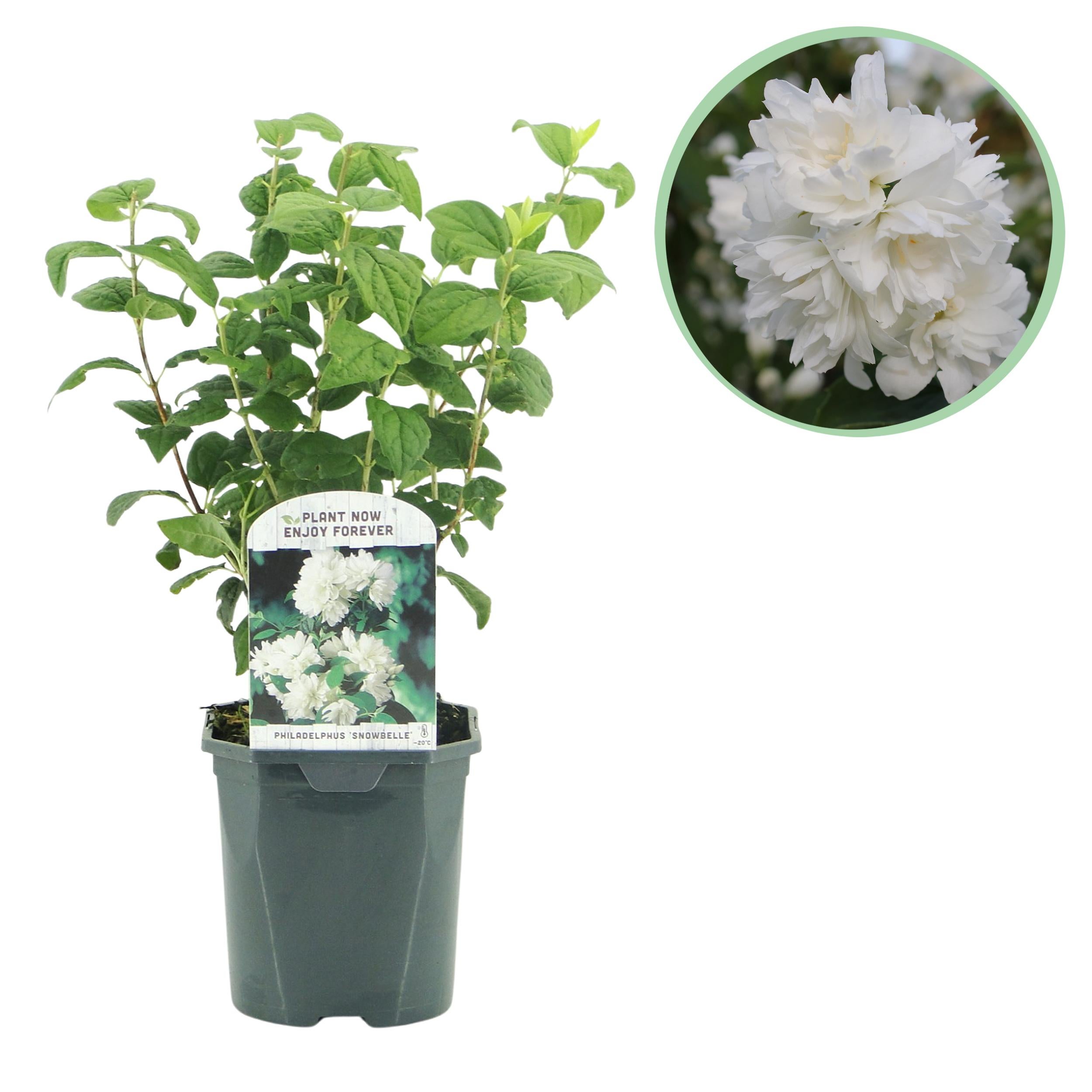 Philadelphus Snowbelle – Jaśminowiec – Kwiaty białe – 1 roślina – Liściasty – Niska pielęgnacja – Doniczka 17 cm – Wysokość 45 cm
