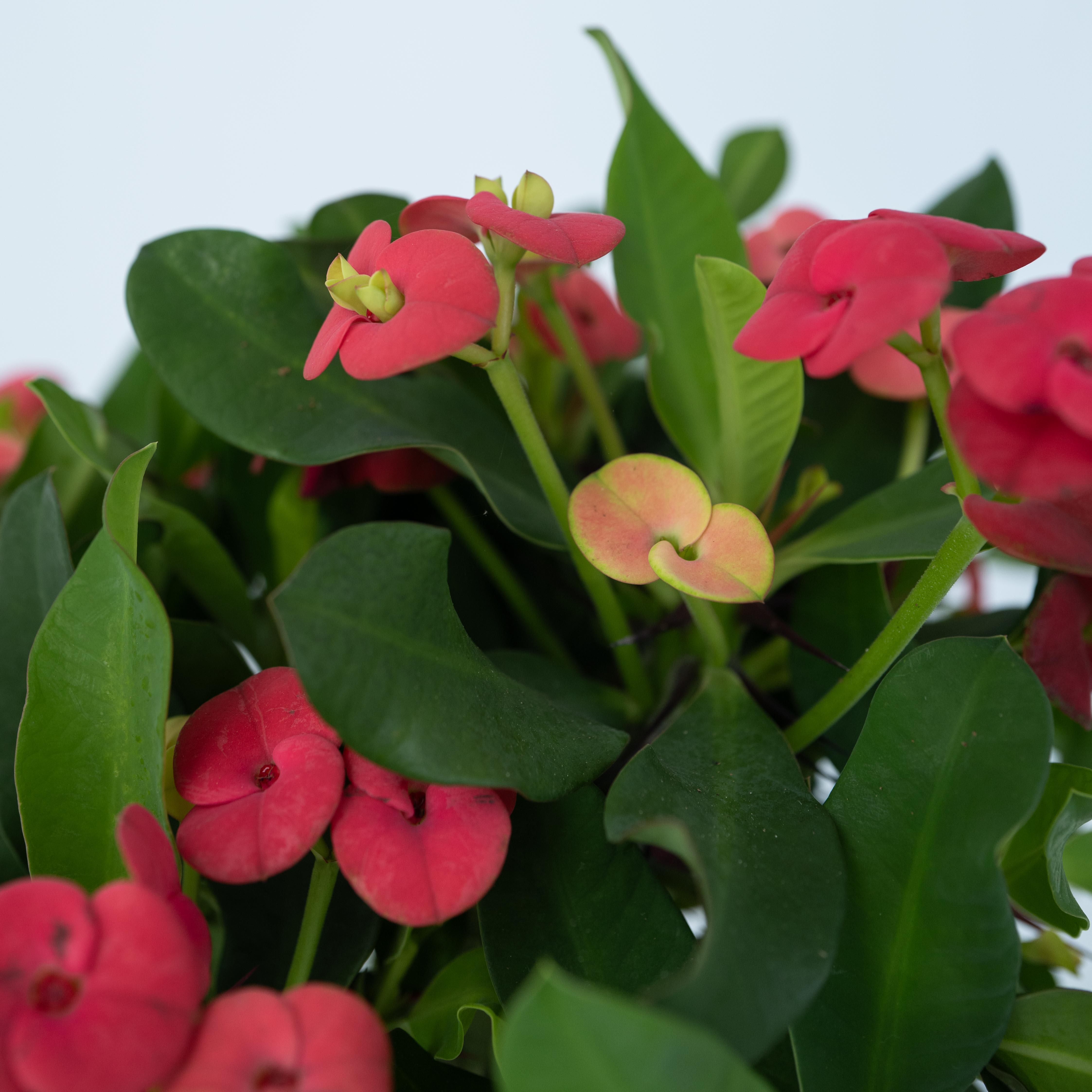Euphorbe de Madagascar - Set de 2 - Euphorbia 'Milii' - Hauteur 25-35cm - ⌀13cm - 4