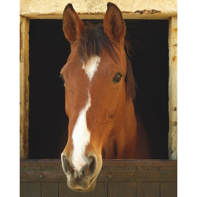 Sticker Porte Trompe L'Oeil 3D 80 X 200 Cm Licorne Cheval Animal Blanc Étoilé De Bain Auto-Adhésif Amovible Impermeable Autocollant Poster De Porte Stickers Muraux Pour Salon Cuisine Chambre Salle De Sticker Porte Trompe L'Oeil 3D 80 X 200 Cm Licorne Cheval Animal Blanc Étoilé De Bain Auto-Adhésif Amovible Impermeable Autocollant Poster De Porte Stickers Muraux Pour Salon Cuisine Chambre Salle De
