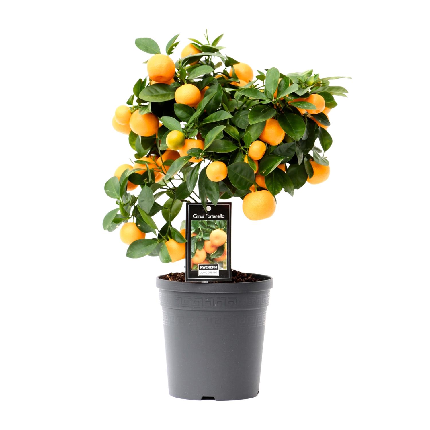 Citrus Calamondin 15 cm - Roślina doniczkowa 40 cm - Cytrus dekoracyjny i aromatyczny