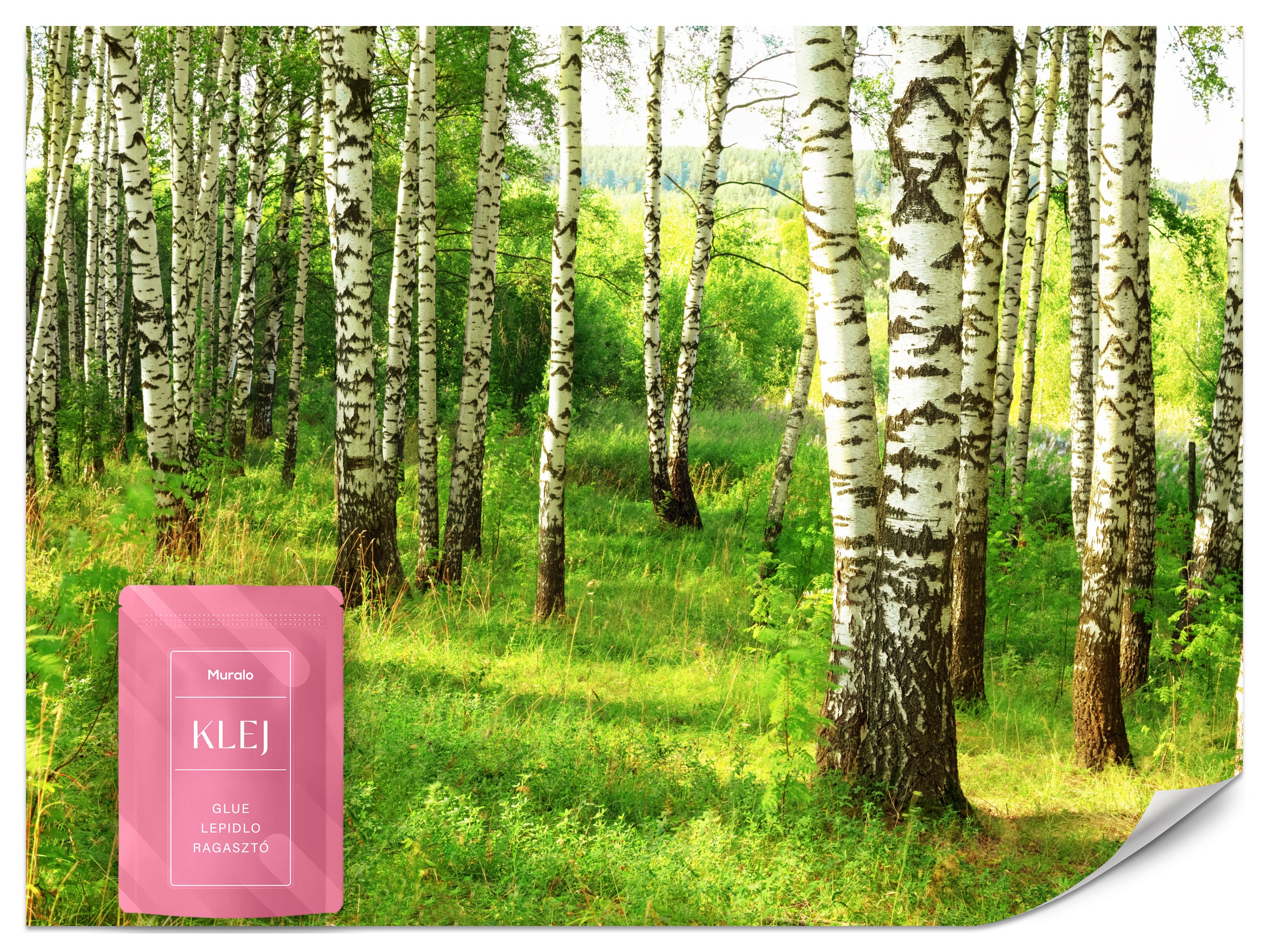 FOTOTAPETA DO SALONU JADALNI LAS BRZOZOWY NATURA PEJZAŻ ROŚLINY 3D 200x140