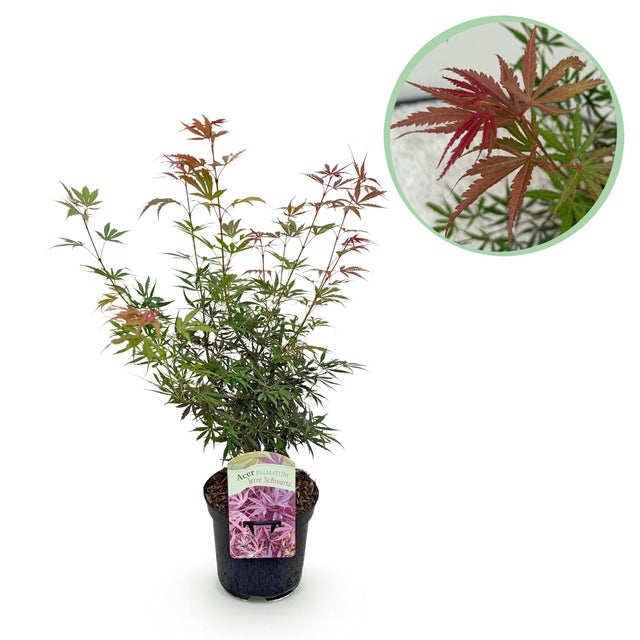 Acero Giapponese Acer palmatum Jerre Swarts rosso scuro – Pianta da esterno – Caducifoglia – Altezza 70 cm – Vaso 19 cm
