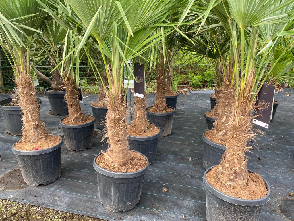 Sunny Tree - Palmier - Trachycarpus Fortunei - Palmier en éventail de Chine - Palmier à chanvre - 140-160 cm Pot compris - Hauteur du tronc 30-40 cm - 6