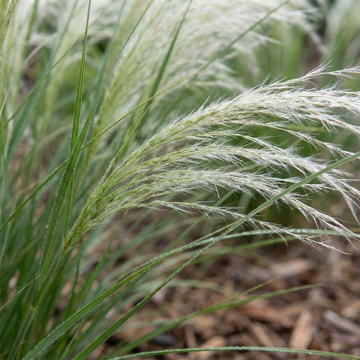 Lot de 6 - Stipa tenuissima 'Ponytails' - Stipe cheveux d'ange - H. 10-20 cm - P. 9 cm - 4