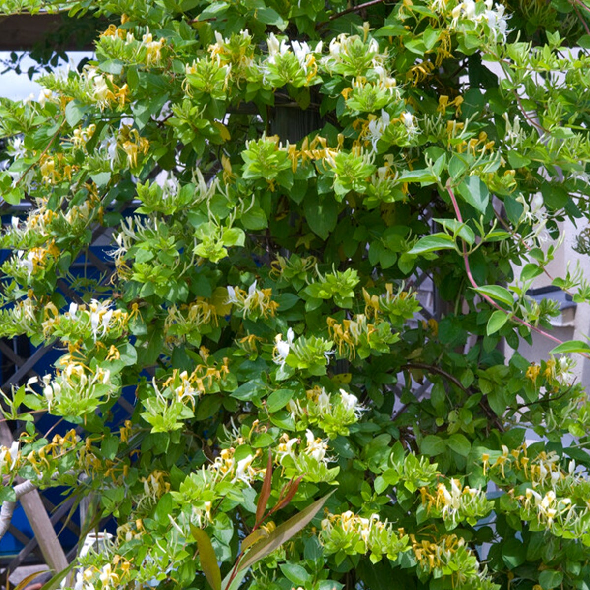 Lot de 2 - Lonicera Heckrottii Halliana - Chèvrefeuille du Japon - P. 15cm - H. 70-80 cm - 5