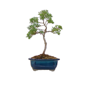 Ciotola bonsai con piattino Gr. 4 - smalto speciale con