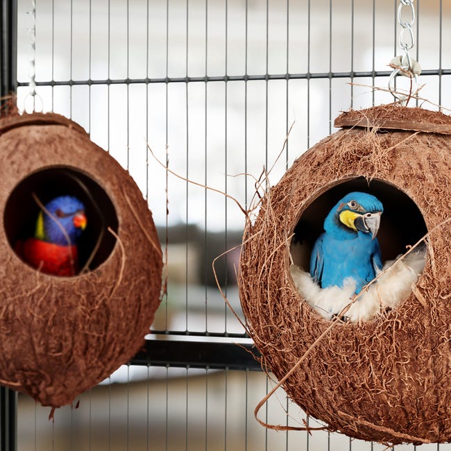 CVUTOVO Nid De Reproduction Pour Oiseaux - Maison Spacieuse Pour Perruches, Inséparables Et Cockatiels