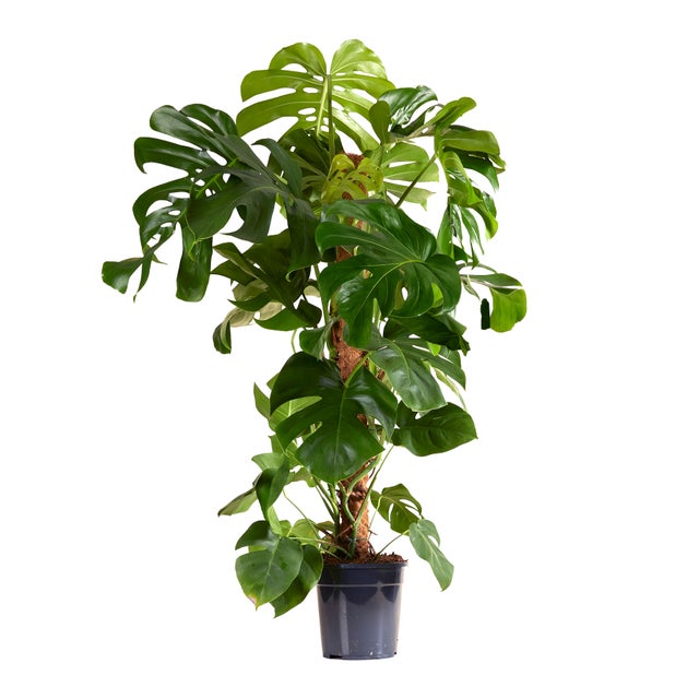 Grande plante d'intrieur | Leroy Merlin
