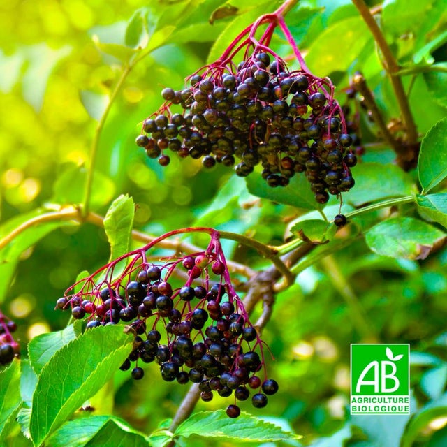 Sureau noir 'Korsor' BIO (Sambucus nigra 'Korsor') - Godet 9cm - Pépinières Naudet
