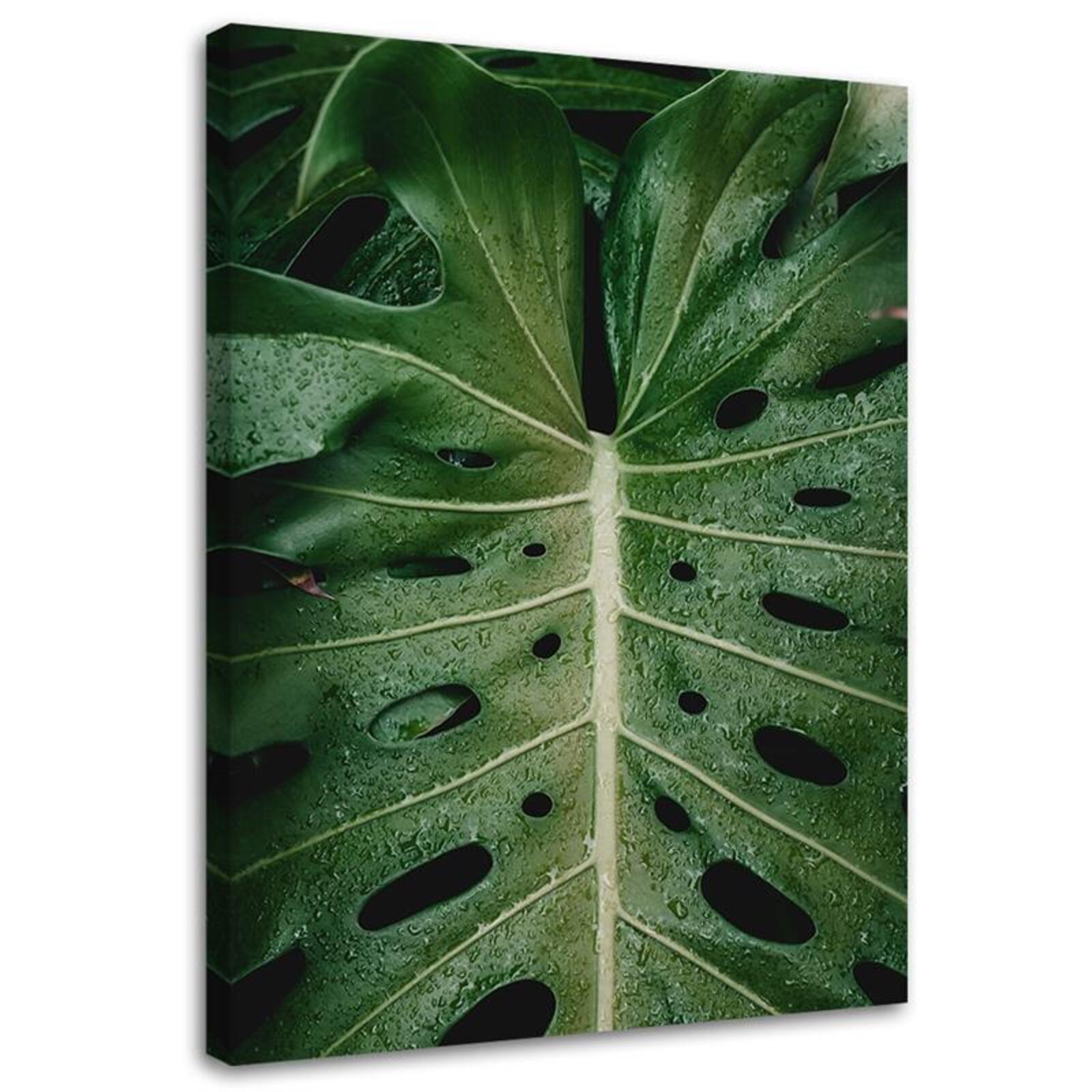 Obraz na ptnie, Tropikalna monstera 40x60 - Leroy Merlin