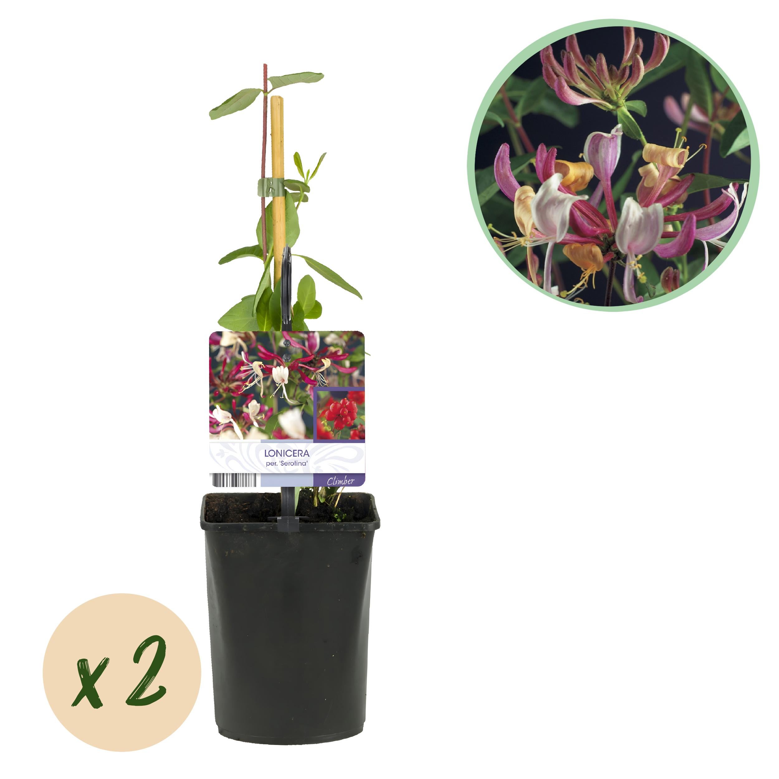 Green boutiQ – Wiciokrzew Lonicera Serotina – Kwiaty różowo-białe – 2 rośliny – Niska pielęgnacja – Doniczka 11 cm – Wys 40 cm