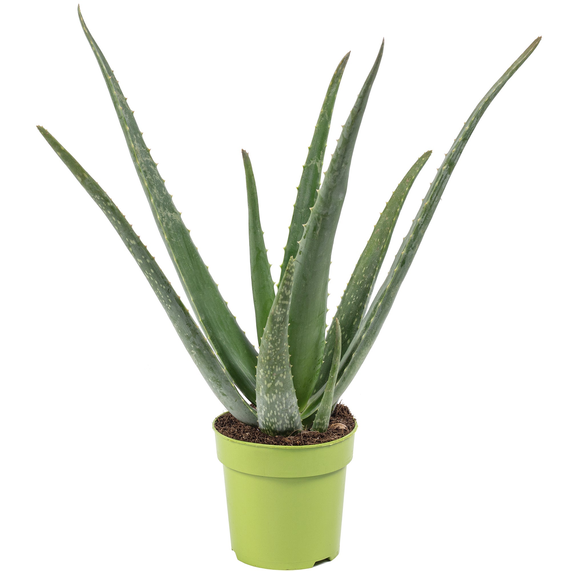 Aloe vera - pianta da interno facile da curare, Aloe barbadensis - Altezza  ca. 40 cm, diametro del vaso 12 cm | Leroy Merlin