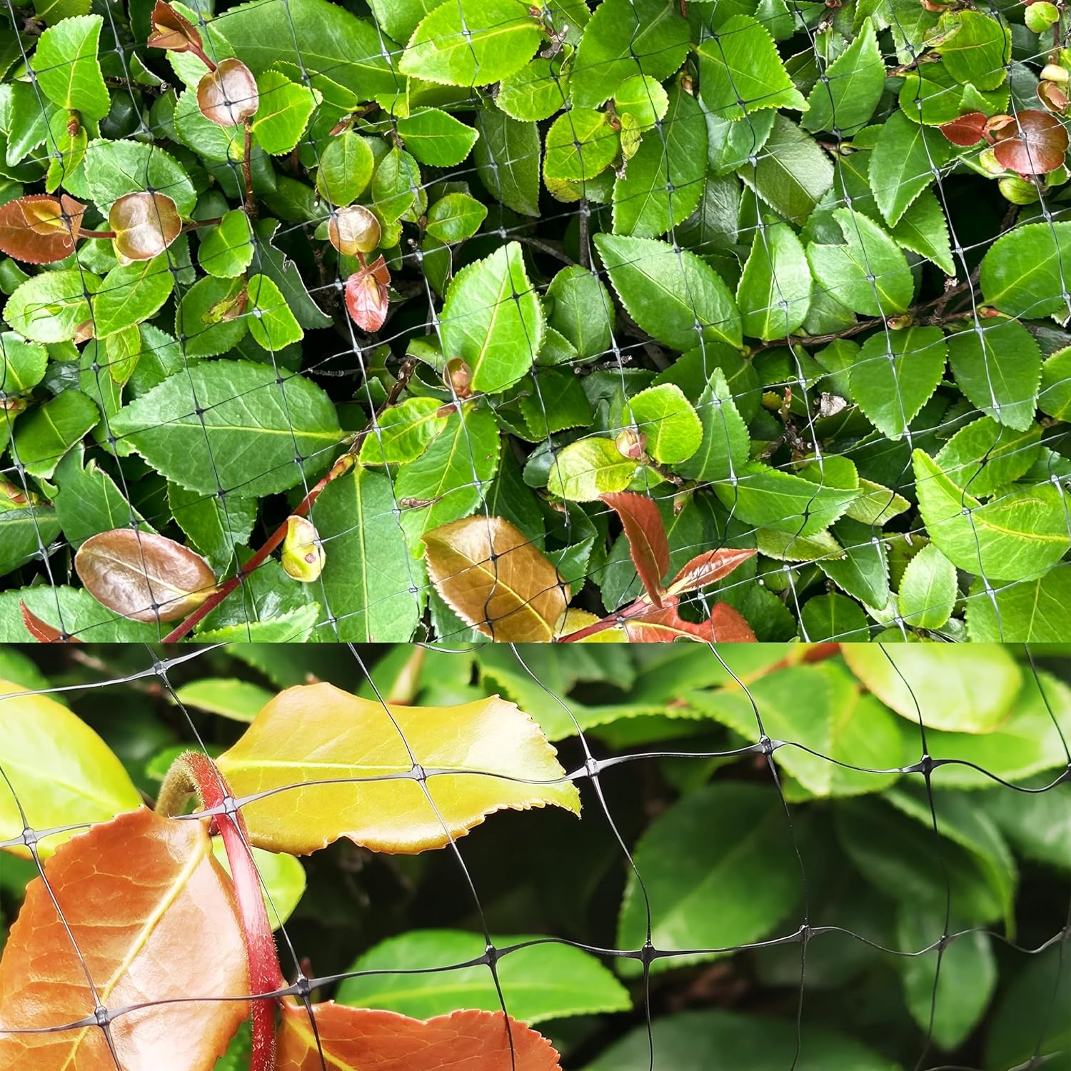 Red anti pájaros de jardín, protección temporal contra pájaros, red de plástico para vallas vegetales y florales (7'x100') - 7