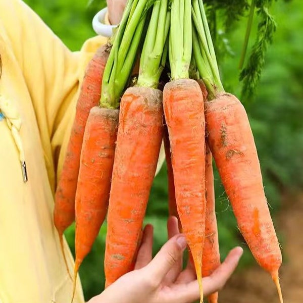 Carottes pour Pots Profonds - 200 Graines - Variété Naine pour Balcon et Terrasse - Culture Facile de Légumes - 4