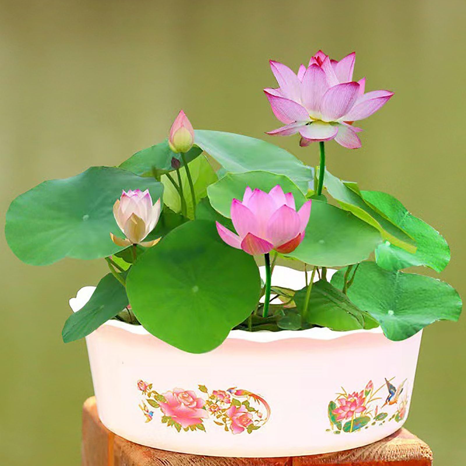120 graines de lotus de couleurs mélangées, graines de lotus, graines de nénuphar, plantes hydroponiques quatre saisons - 3