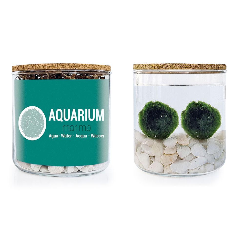 Kit Aquarium Marimo | Leroy Merlin