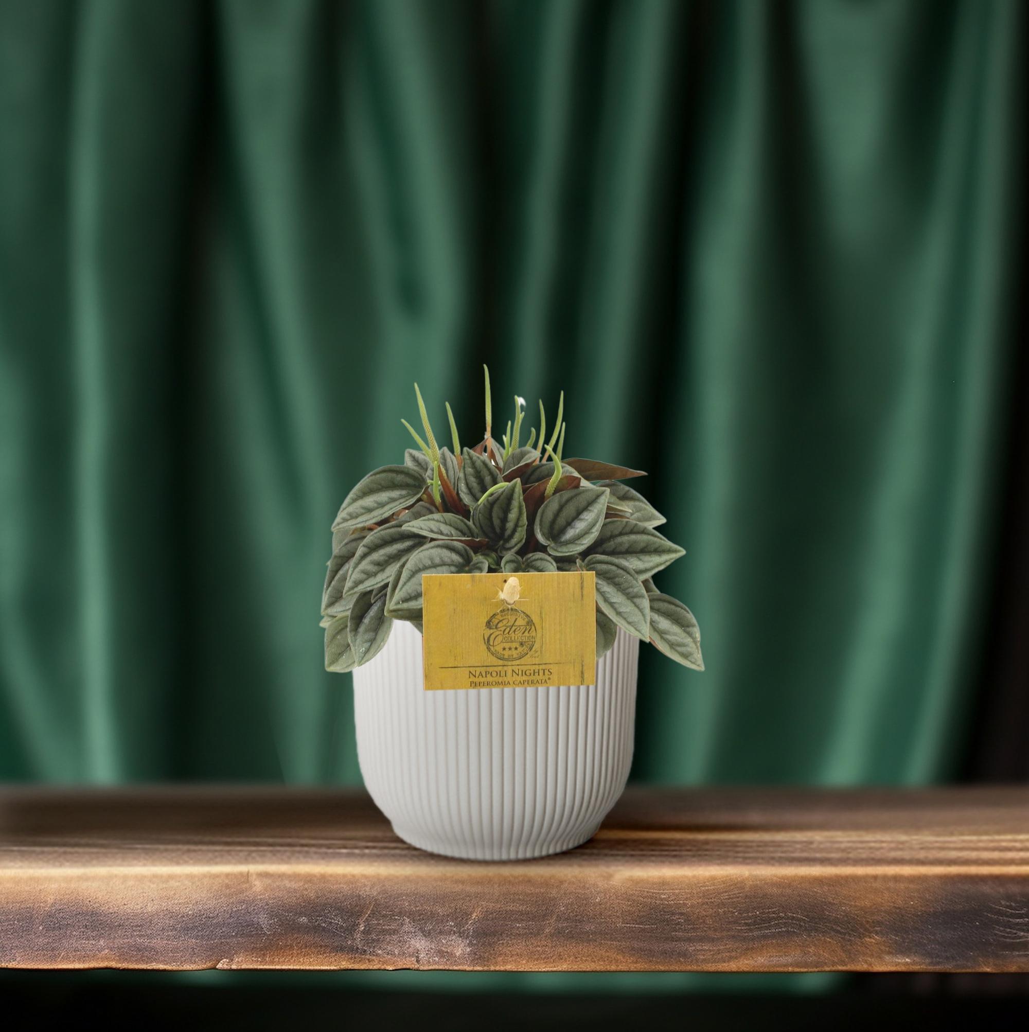 Peperomia Napoli Nights - Doniczka Ø10,5cm, Wysokość ±15cm, Roślina Wewnętrzna, Dekoracyjne Liście i Łatwa Pielęgnacja