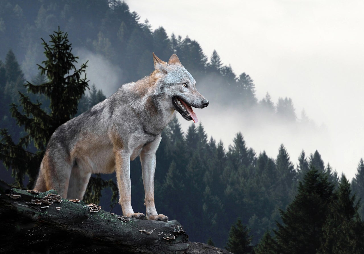 Fototapet wolf padure munti Vlies Tapet Pentru Dormitor Camera Living Perete 416x254 cm