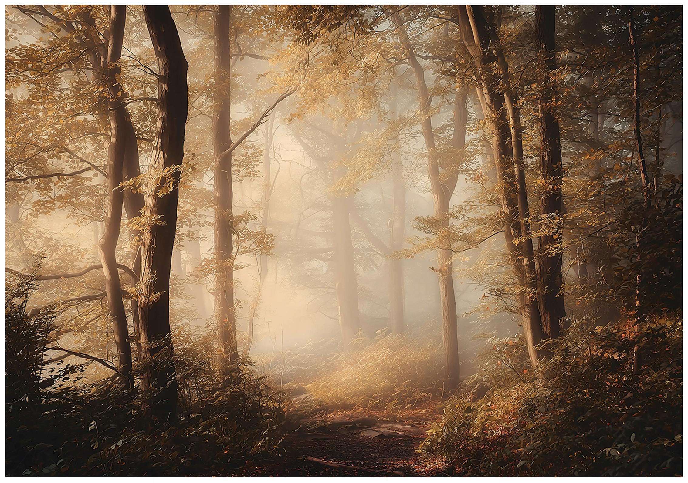 Fototapeta Las Drzewa Natura 350x250 cm Tapeta Do Sypialni Salonu Kuchni Na Flizelinie