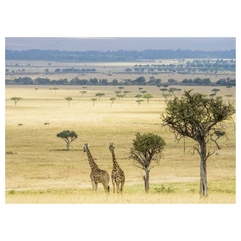 Tableau toile en kit DOUCE SAVANE 180 x 130 cm - Toile textile sans PVC, Made in France par Scenolia - 2