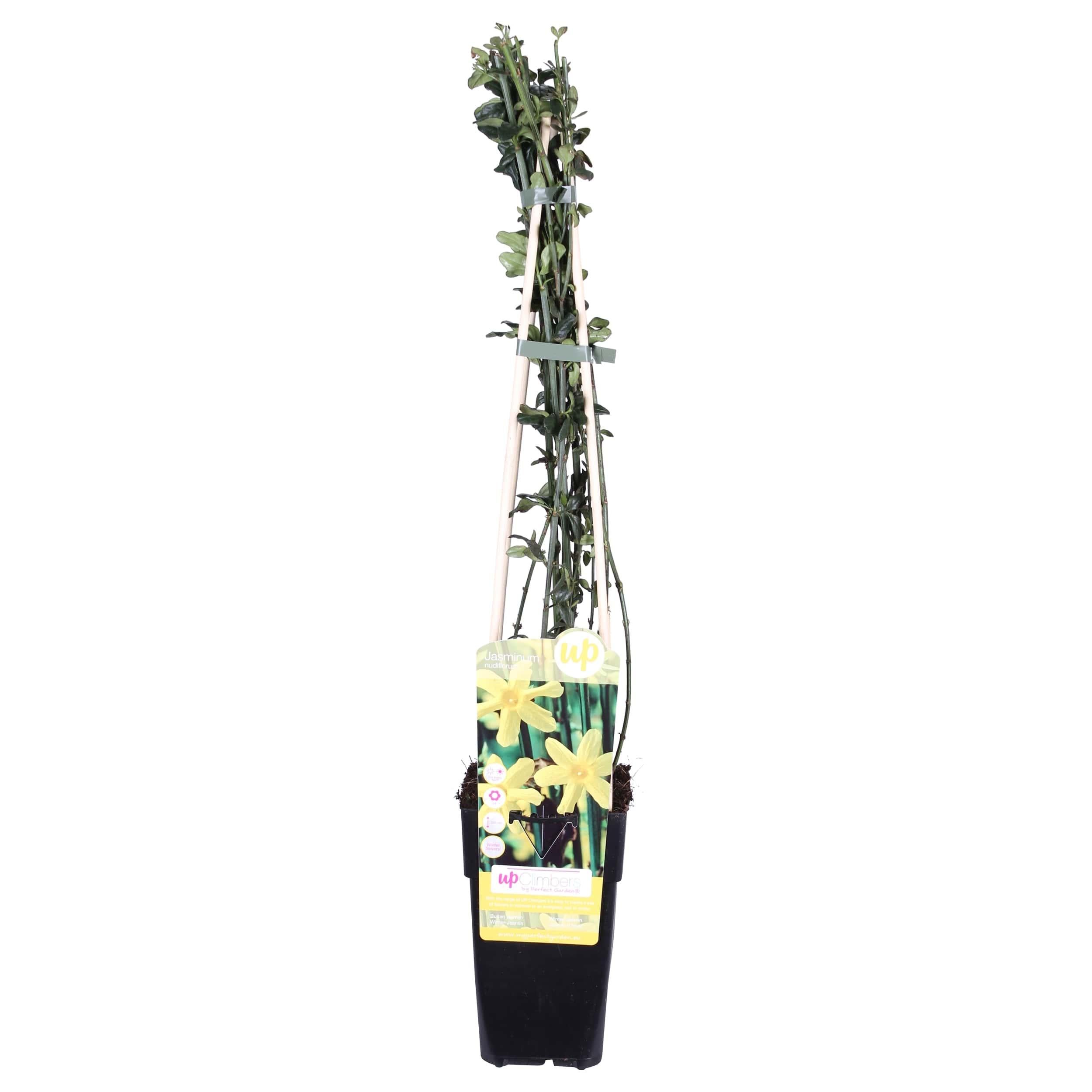 Jasminum nudiflorum - Jaśmin zimowy pnący żółte kwiaty - 15cm - 65cm