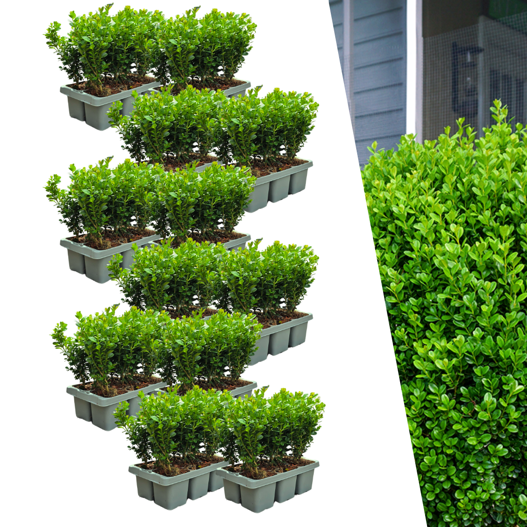 Zestaw 72 bukszpanów Buxus NewGen Freedom – 12 x 6 sztuk – doniczka Ø7 cm – wysokość 15 cm – MOSELOTA Green