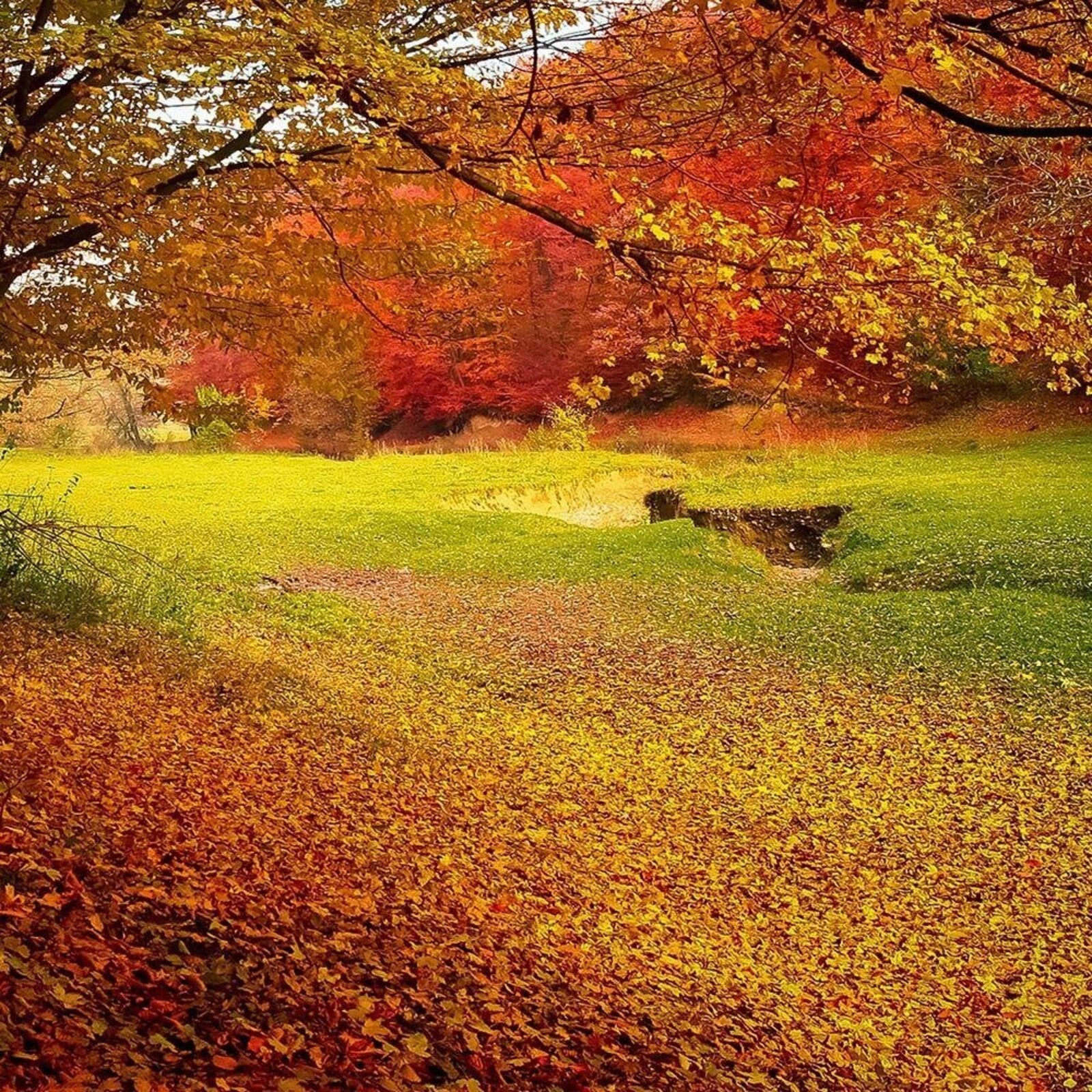 Tableau bois forêt verte clairière - 120 x 80 cm - 4