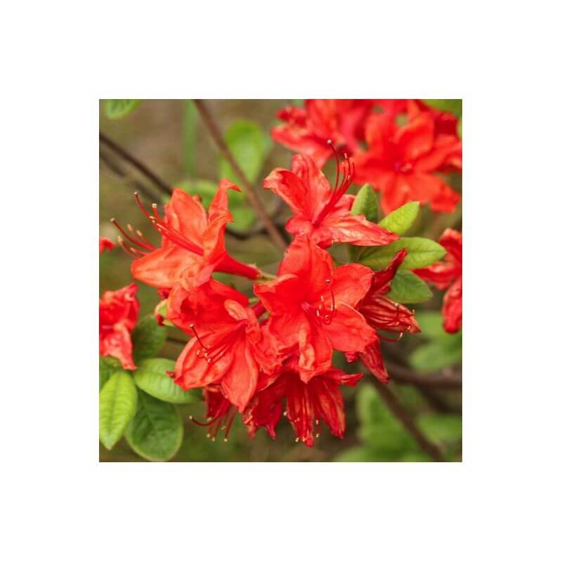 Rhododendron 'Knaphill Hotspur Red' (Azalea) - Godet 9cm - Pépinières ...