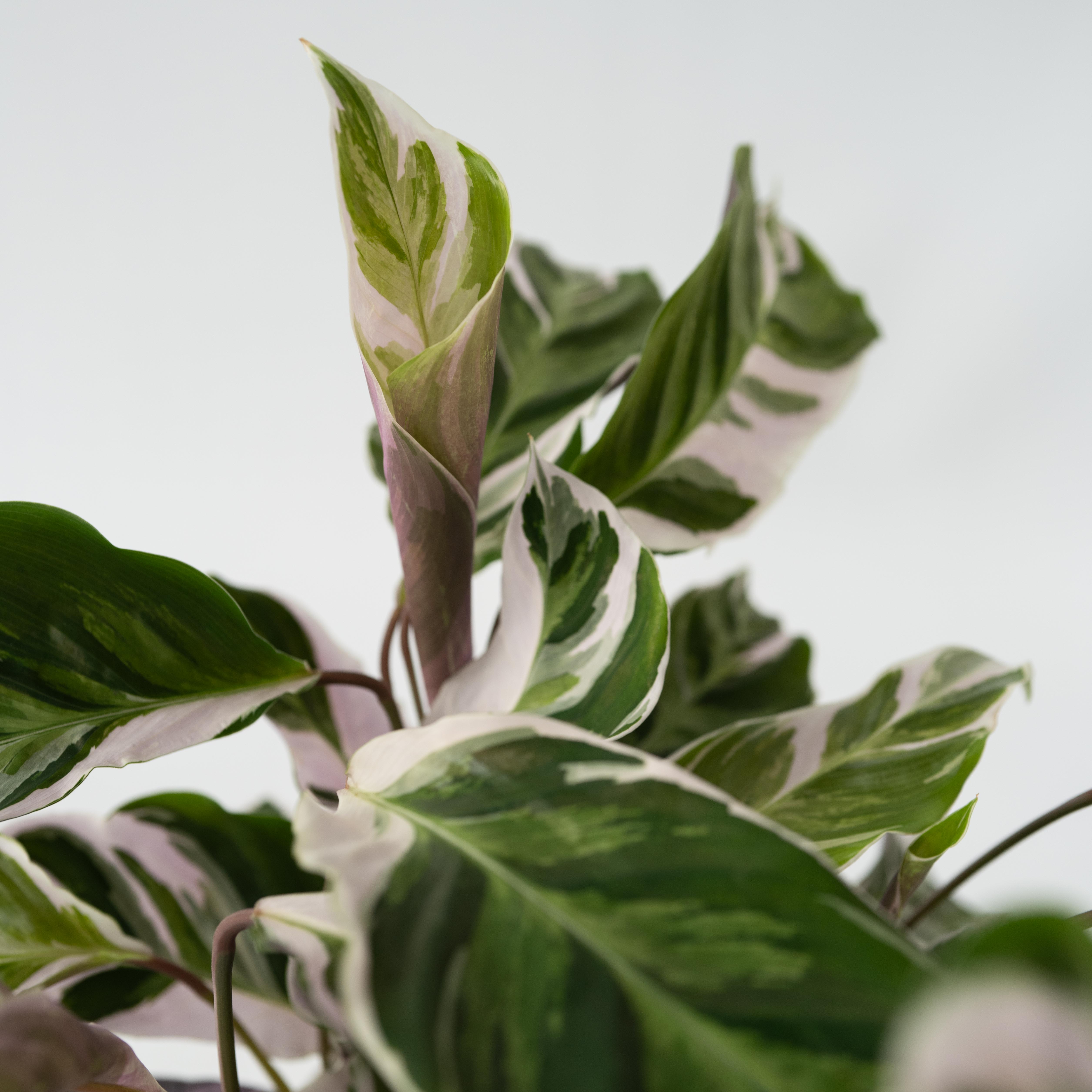 Calatea - Calathea Lietzei 'White Fusion' - Altezza 30-40cm - ⌀14cm - 5