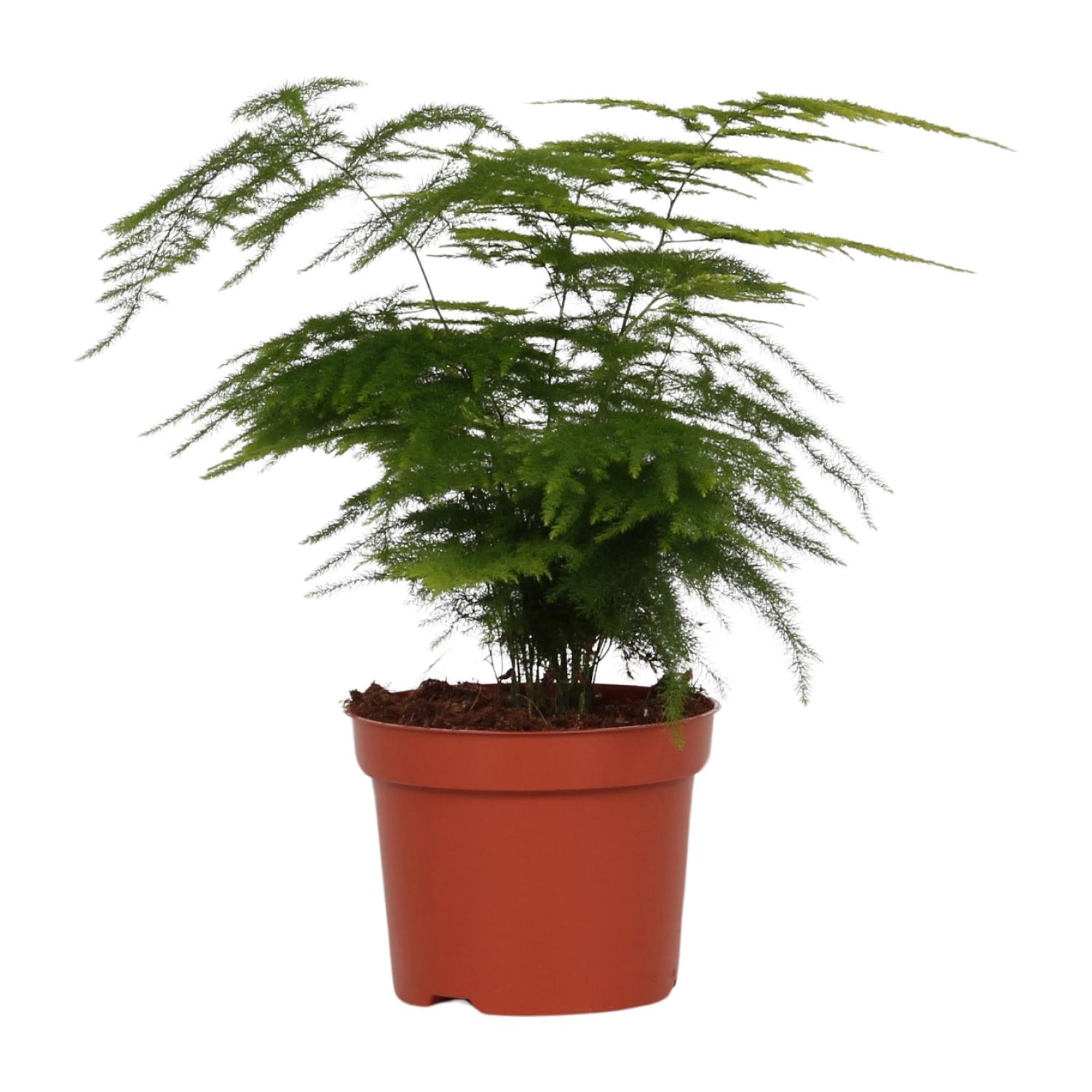 Asparagus Setaceus 'Plumosus' - Roślina doniczkowa 12 cm - Wysokość 35 cm