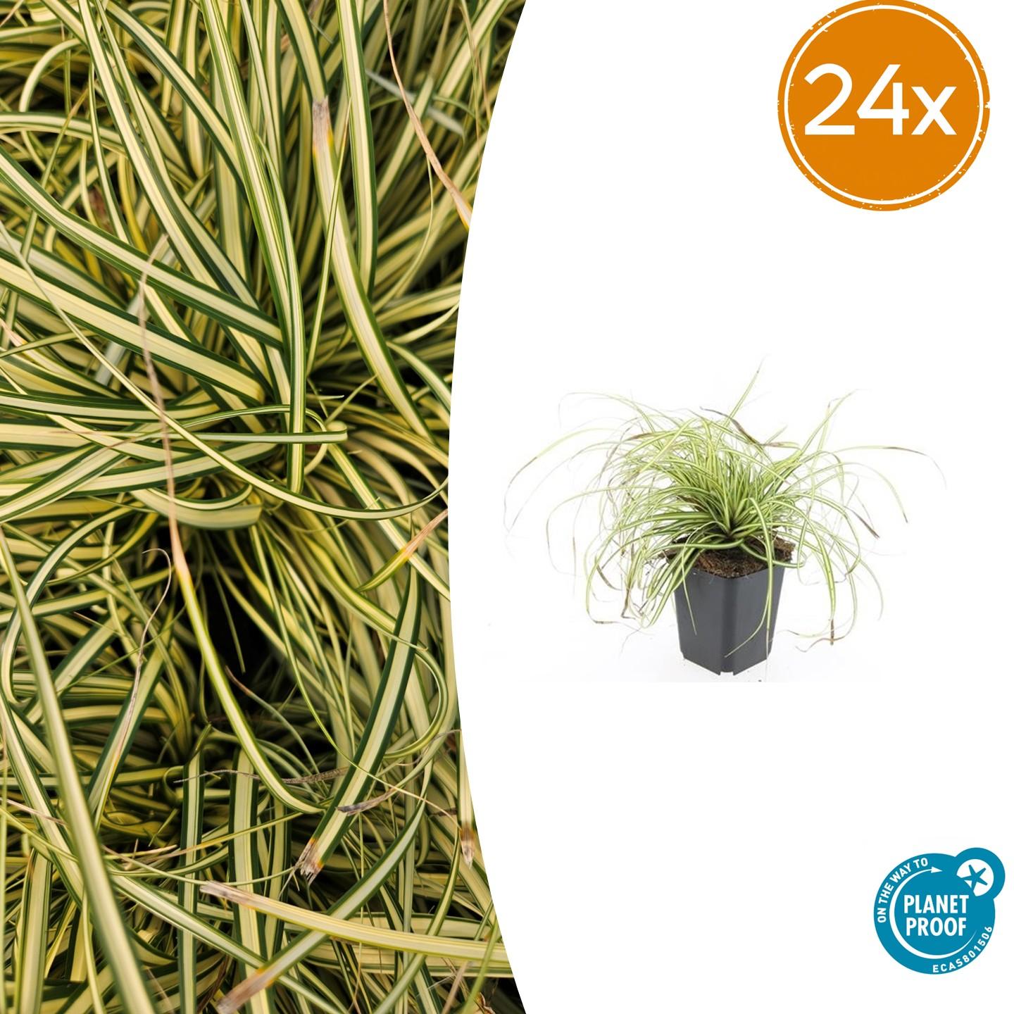 24x Carex oshimensis 'Evergold' | Doniczka Ø9 cm | Wysokość 10-25 cm – MOSELOTA Green