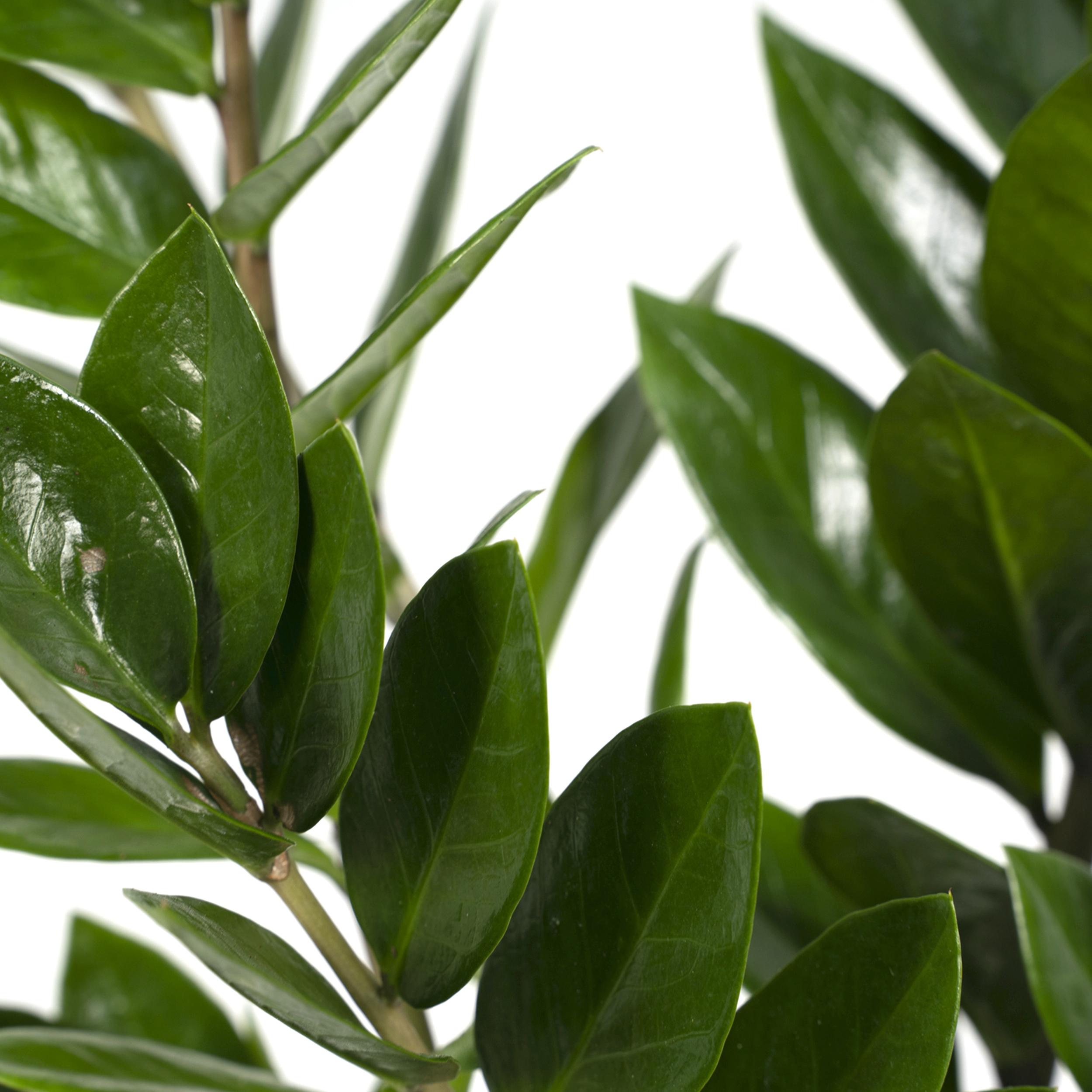 Zamioculcas Zamiifolia - Plante d’intérieur facile - Feuillage vert brillant - Pot Ø17 cm - Hauteur 70 cm - 3