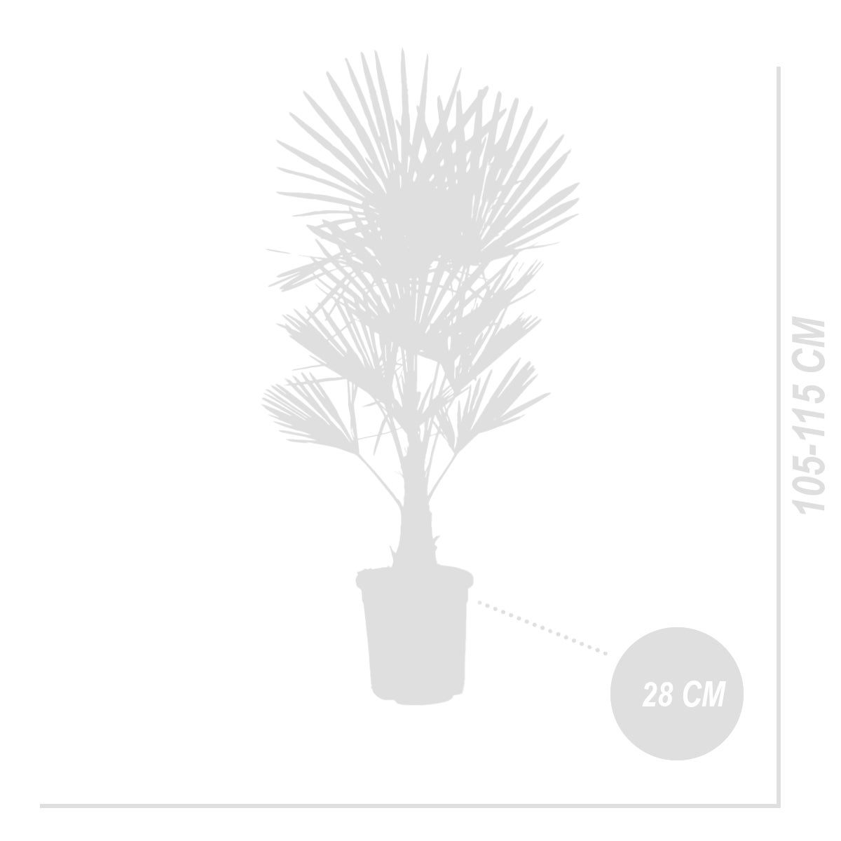 Trachycarpus Fortunei - Palmier éventail chinois - Palmier rustique - 120-150 cm de haut - Pot 30 cm - 4