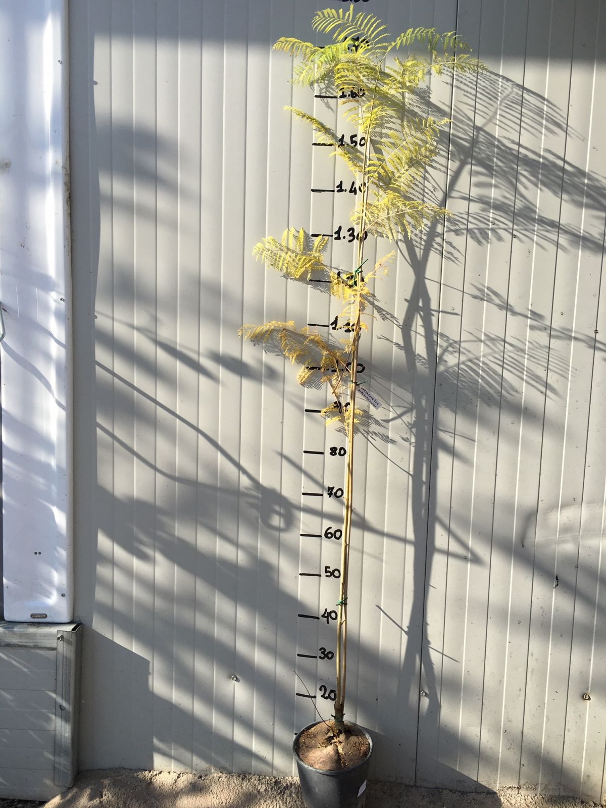 Jacaranda mimosifolia (Albero Glicine) vaso 18cm H 130CM - 3